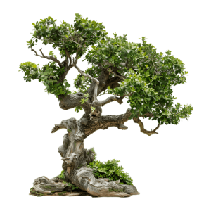 Sedum  Morganianum